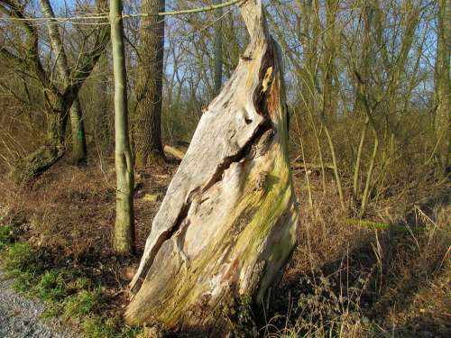 Nature Tree Tribe Gnarled Old Strunk Tree Stump