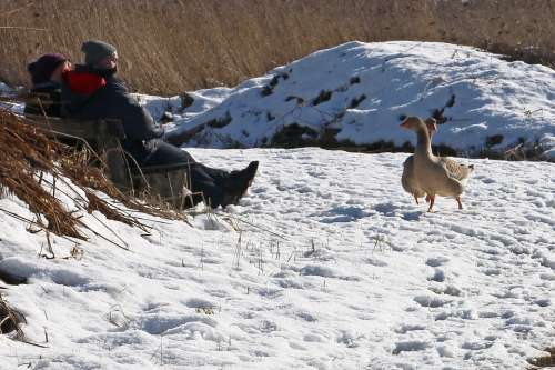 Nature Winter Snow Animals Animal Geese