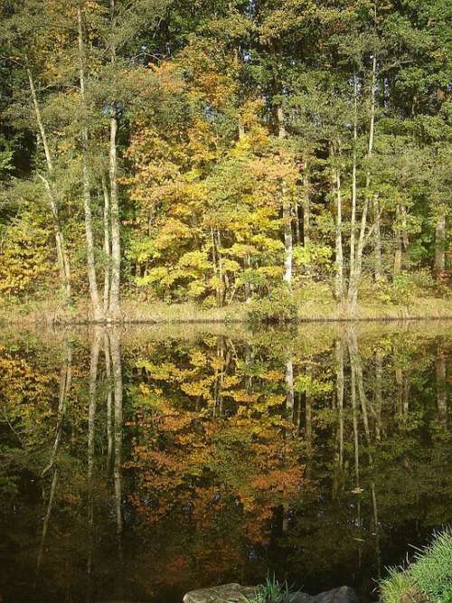 Nature Tree Autumn Water Reflection