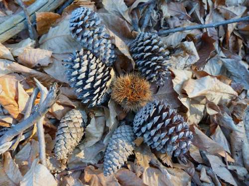 Nature Pinecone Fall Leaves Chestnut