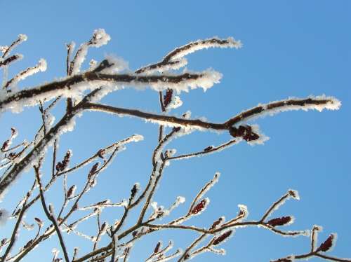 Nature Winter Sky Blue Hoarfrost