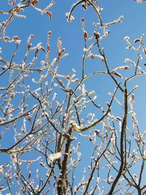 Nature Winter Tree Hoarfrost Branch