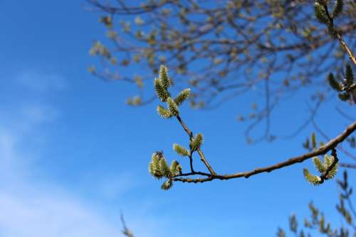 Nature Spring Tree Bud