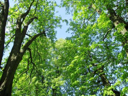 Nature Chestnut Trees Leaves Mood Beautiful Sky