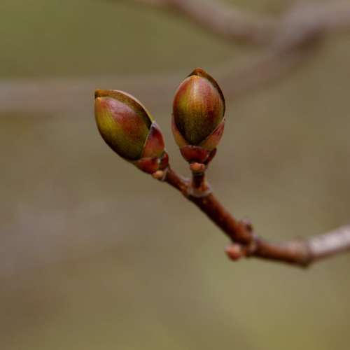 Nature Spring A New Beginning Buds Maple