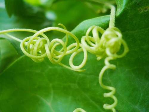 Nature Macro Green Tropical Plant Leaf Natural