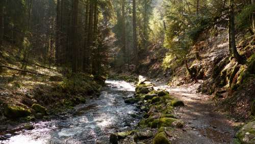Nature Landscape Water Forest Black Forest