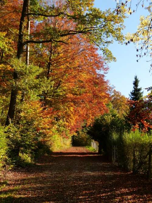 Nature Forest Away Trail Landscape Autumn