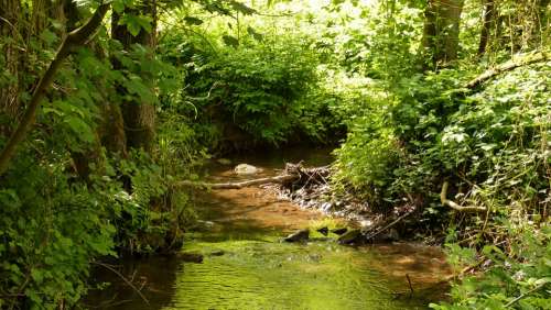 Nature Water Bach Creek Idyll Splash Landscape