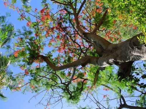 Nature Season Tree