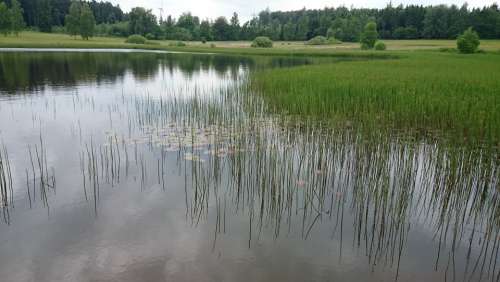 Nature Lake Plant Landscape