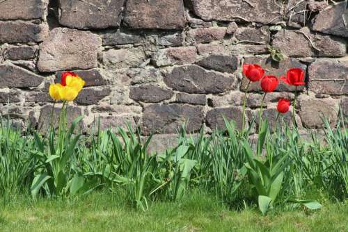 Nature Tulips Wall Easter Monastery Petersberg