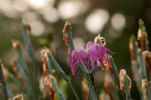 Nature Flower Plant Shine Glistering Bokeh