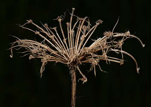 Nature Flower Dried Flower