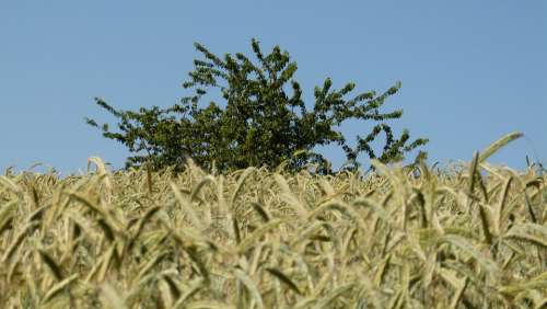 Nature Tree Grain Cornfield Agriculture Sky Blue
