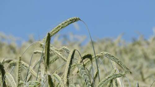 Nature Grain Cornfield Barley Agriculture Sky