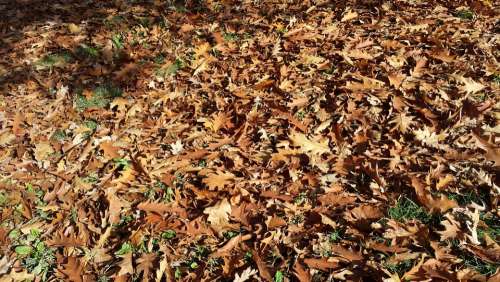 Nature Autumn Dried Leaves