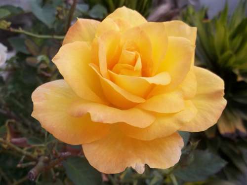 Nature Rosa Beauty Flower Yellow Beautiful