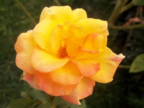 Nature Rosa Beauty Flower Yellow Plant Life