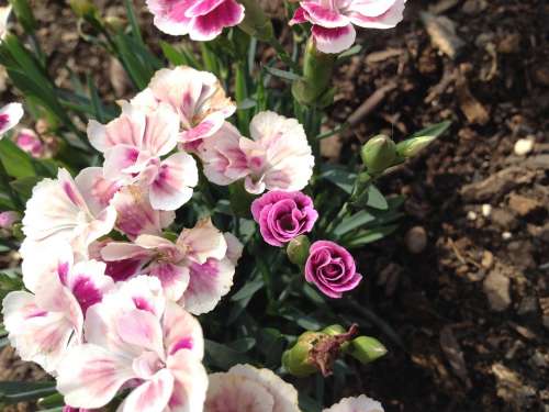 Nature Flower Rose Garden