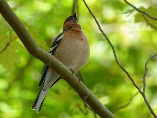 Nature Animal Singing Bird Fauna Finch