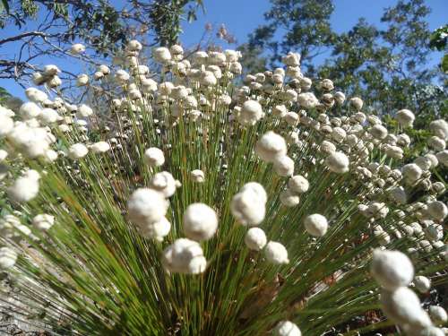 Nature Flower Flowers Plant Fragile