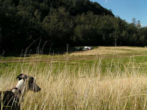 Nature Dog Camping Grass Outdoor Canine