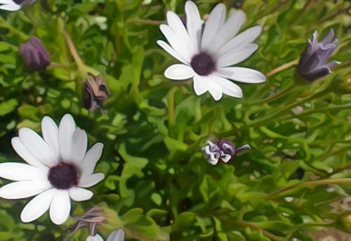 Nature Plant Colorful White Purple Color Flowers