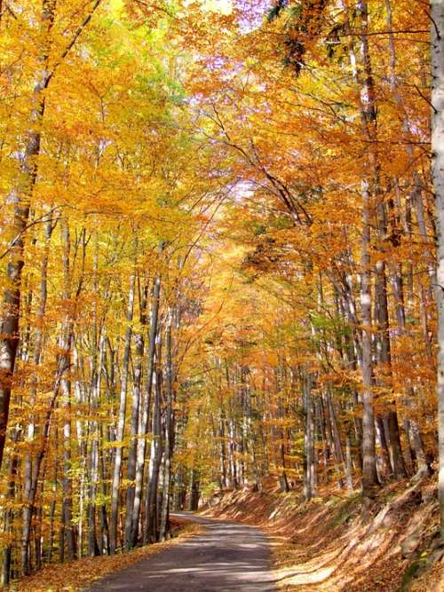 Nature Forest Tree Autumn Path Trees Sun Colors