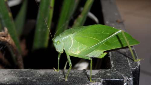 Nature Insect Catídida