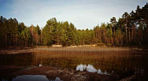 Nature Landscape Forest