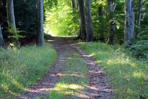 Nature Leisure Recovery Forest Path Away Trees