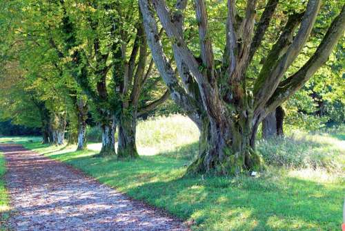 Nature Leisure Recovery Forest Path Away Avenue