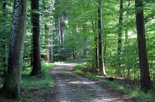 Nature Leisure Recovery Forest Path Away Trees