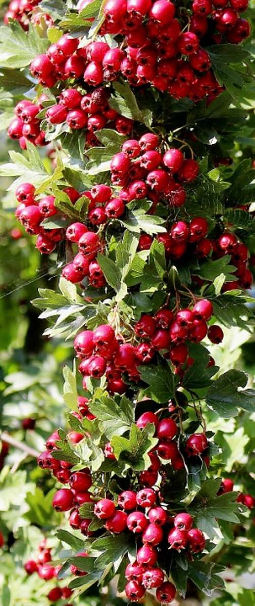 Nature Plant Bird Bed Rowanberries Toxic Beautiful