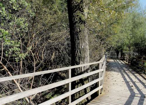 Nature Walk Boardwalk Nature Trail Web Trees