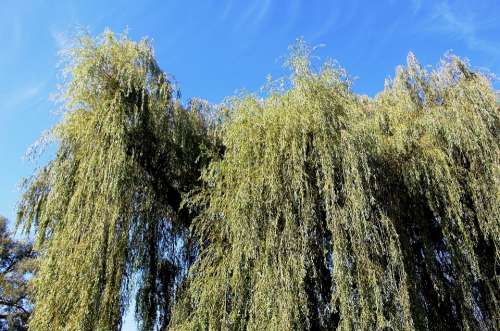 Nature Trees Weeping Willows Grazing Greenhouse