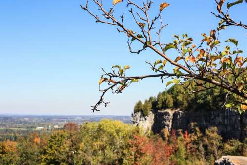 Nature Outdoor Landscape Kelso Tree Branch Leaves