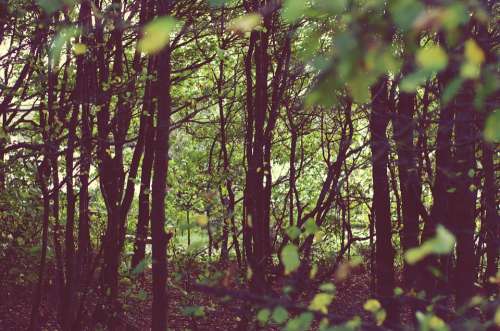 Nature Trees Retro Grunge Autumn Green Natural