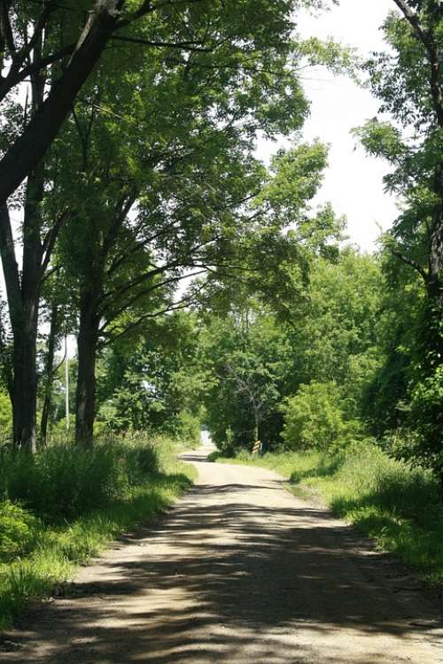 Nature Dirt Road Path Landscape Outdoor Tree