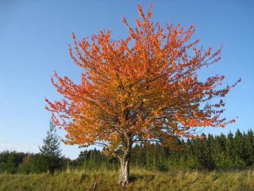 Nature Autumn Tree Colors Foliage Forest