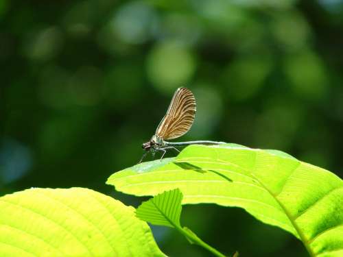 Nature Leaf Insect Green Dragonfly