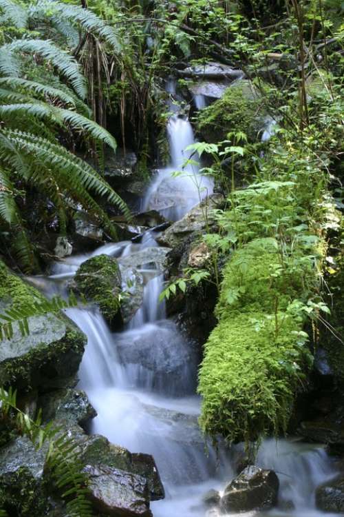 Nature Waterfall Outdoor Forest Stream Ferns