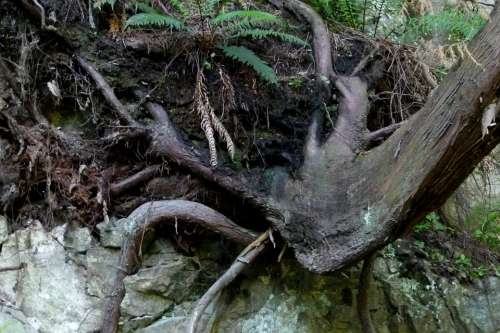 Nature Tree Root Rock Wood Plants Fern