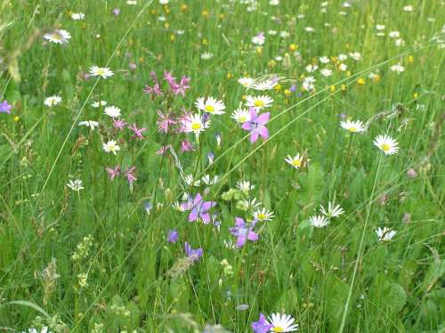 Nature Meadow Plants Bell Daisy Spring