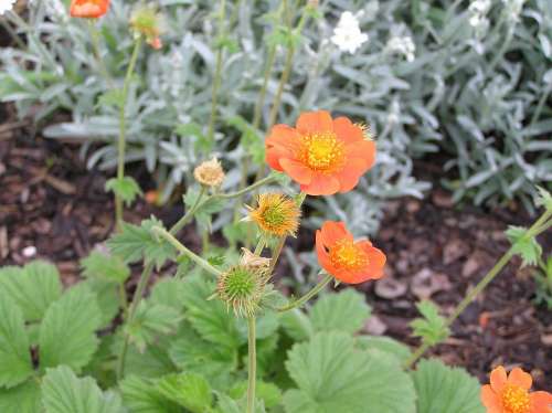 Nature Garden Plant Orange Rock Plant