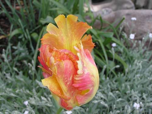 Nature Flower Tulip