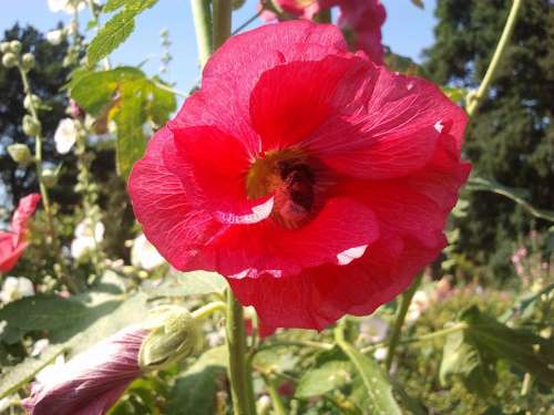 Nature Plant Flowers Flower Blossom Bloom Red