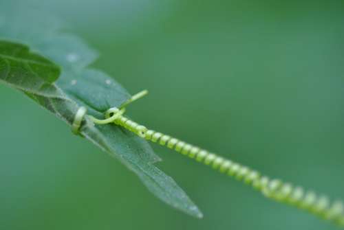 Nature Flora Macro Detail Leaf Leaves Green