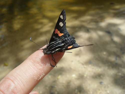 Nature Animals Finger Butterfly Life